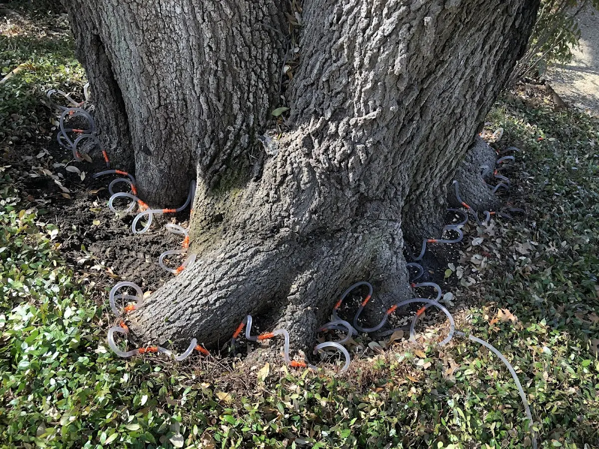 Detailed Tree Cabling and Bracing job site in Brookhaven