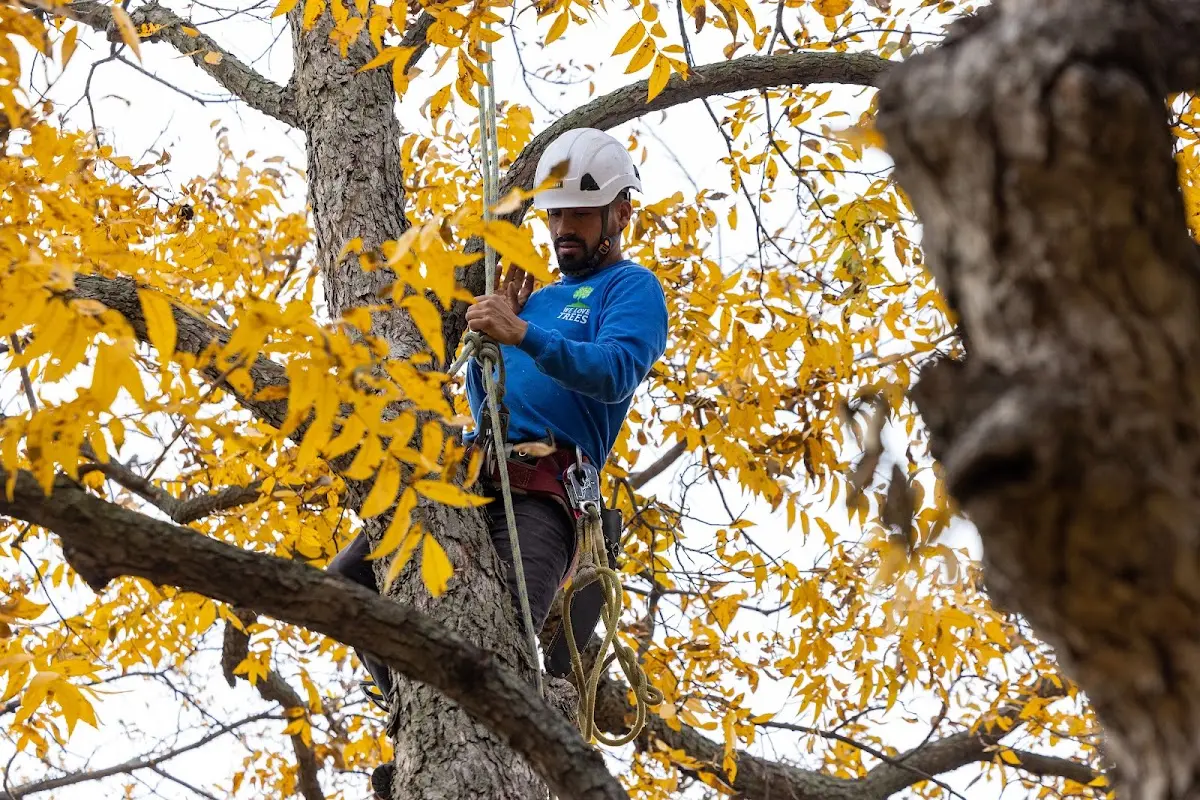Skilled Tree Planting crew working in Brookhaven